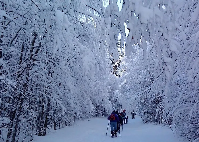Des 3 Jonquilles * Saint-Maurice-sur-Moselle